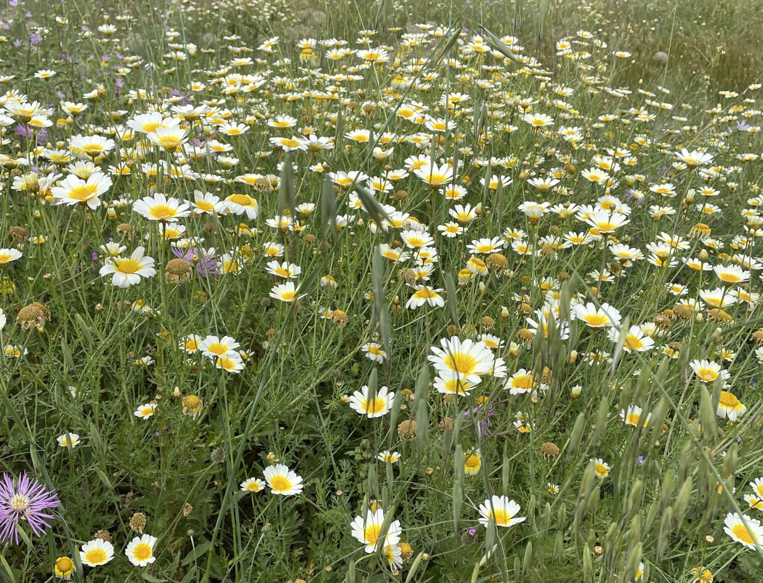 May flowers...